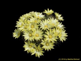 Mammillaria longimamma 898